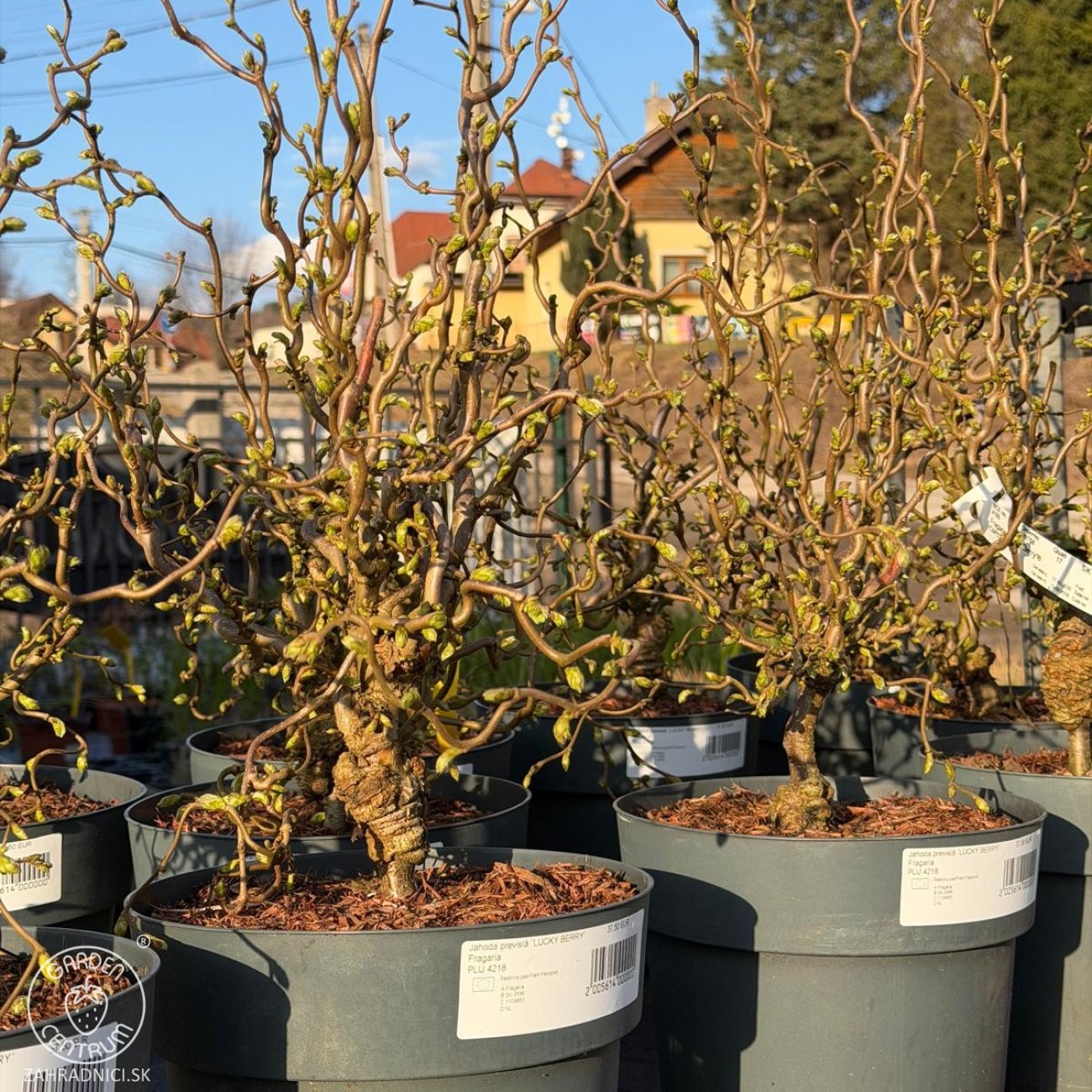 Obrázok Lieska obyčajná (Corylus avellana contorta) ´MEDUSA´ - výška 60-80 cm, kont.C5L